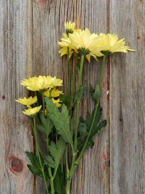 CHAMPAGNE  YELLOW POMPONS